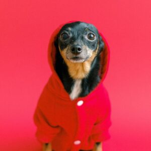 dog-4